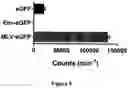 Fig. 06 - FLUORESCENT ENVELOPED VIRAL PARTICLES AS STANDARDS FOR NANOSALE FLOW CYTOMETRY