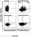 Fig. 25 - FLUORESCENT ENVELOPED VIRAL PARTICLES AS STANDARDS FOR NANOSALE FLOW CYTOMETRY