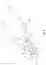 Fig. 05 - Migratory fish passage arrangement