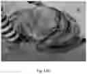 Fig. 19 - COLLAPSIBLE TENT STRUCTURE