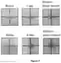 Fig. 06 - Method and reagent for clearing biological tissue