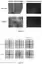 Fig. 07 - Method and reagent for clearing biological tissue