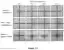 Fig. 09 - Method and reagent for clearing biological tissue