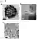 Fig. 05 - Composite particles having nanogap, and preparation method therefor