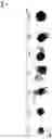 Fig. 07 - Composite particles having nanogap, and preparation method therefor