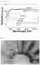 Fig. 08 - Composite particles having nanogap, and preparation method therefor