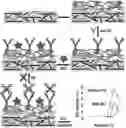 Fig. 01 - ELECTROCHEMILUMNISCENCE IMMUNOSENSOR FOR DETECTING HAPTOGLOBIN
