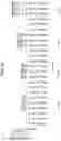 Fig. 08 - MULTIPLEXED PROTEIN ASSAY FOR THE DETECTION OF MITOCHONDRIAL PROTEIN SIGNATURES