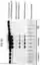 Fig. 24 - MULTIPLEXED PROTEIN ASSAY FOR THE DETECTION OF MITOCHONDRIAL PROTEIN SIGNATURES