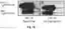 Fig. 04 - Biomarkers of organic acidemias