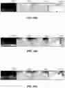Fig. 09 - Resolution of elevation ambiguity in one-dimensional radar processing