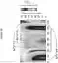 Fig. 12 - Low contrast anti-reflection articles with reduced scratch and fingerprint visibility