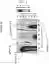 Fig. 20 - Low contrast anti-reflection articles with reduced scratch and fingerprint visibility