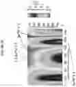 Fig. 26 - Low contrast anti-reflection articles with reduced scratch and fingerprint visibility