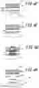 Fig. 04 - Fine concave-convex laminate and production method therefor, and camera module-mounted device