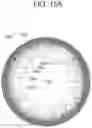 Fig. 13 - CONTACT LENS WITH IMPROVED, MULTIPLE AND INTEGRATED EFFECTS