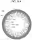 Fig. 17 - CONTACT LENS WITH IMPROVED, MULTIPLE AND INTEGRATED EFFECTS