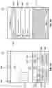 Fig. 04 - Systems and methods for analyzing and organizing digital photos and videos