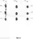 Fig. 09 - Generating a digital image using a generative adversarial network