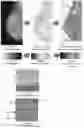 Fig. 13 - System and method for the visualization and characterization of objects in images
