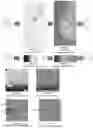 Fig. 18 - System and method for the visualization and characterization of objects in images