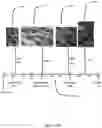 Fig. 32 - System and method for the visualization and characterization of objects in images