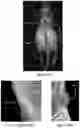 Fig. 51 - System and method for the visualization and characterization of objects in images