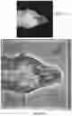 Fig. 56 - System and method for the visualization and characterization of objects in images