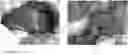 Fig. 01 - Device for the qualitative evaluation of human organs