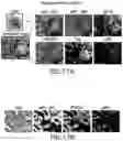 Fig. 18 - Methods, systems, and apparatuses for quantitative analysis of heterogeneous biomarker distribution