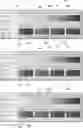 Fig. 01 - Contrast-ratio-based color generation