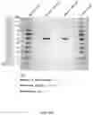 Fig. 50 - METHODS AND COMPOSITIONS FOR PROTEIN SEQUENCING