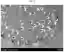 Fig. 05 - Crosslinked polyolefin separator and manufacturing method therefor