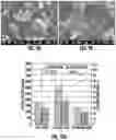 Fig. 09 - Porous silicon compositions and devices and methods thereof