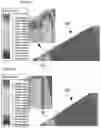 Fig. 22 - Electric pump and motor