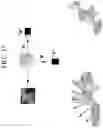 Fig. 25 - Visual image authentication