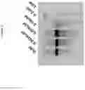 Fig. 13 - 2′-fluoro-6′-methylene carbocyclic nucleosides and methods of treating viral infections
