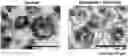 Fig. 01 - Composition comprising sapogenin and exosome as effective ingredient