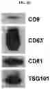 Fig. 08 - Composition comprising sapogenin and exosome as effective ingredient