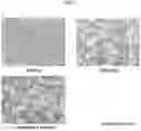 Fig. 22 - Composition comprising sapogenin and exosome as effective ingredient