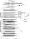 Fig. 07 - Formulations and methods for the treatment of cancers