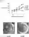 Fig. 08 - Cross-protective pathogen protection, methods and compositions thereof