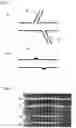 Fig. 02 - METHOD FOR PRODUCING DECELLULARIZED MATERIAL FOR  TRANSPLANTATION AND GRAFT COMPOSITION CONSISTING OF BIOCOMPATIBLE MATERIAL INCLUDING SAID MATERIAL