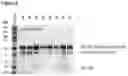 Fig. 09 - Canine antibody libraries