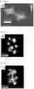 Fig. 20 - Dyes in dye aggregate systems—engineering J, K, and dye packing