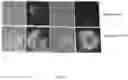 Fig. 02 - Rheological methods for high block, tack and scrub resistant coating composition