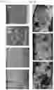 Fig. 07 - INTESTINE-CHIP: DIFFERENTIAL GENE EXPRESSION MODEL