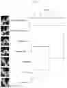 Fig. 08 - INTESTINE-CHIP: DIFFERENTIAL GENE EXPRESSION MODEL