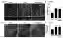 Fig. 10 - INTESTINE-CHIP: DIFFERENTIAL GENE EXPRESSION MODEL