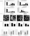 Fig. 11 - INTESTINE-CHIP: DIFFERENTIAL GENE EXPRESSION MODEL